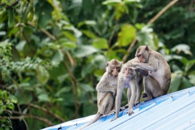 Üç maymun oturup çatıda oynamak