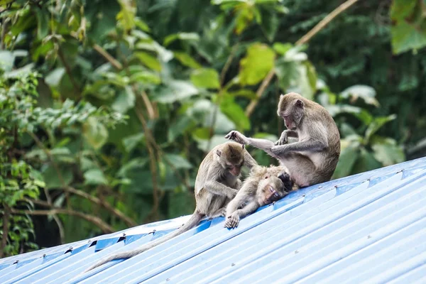three monkeys sit and play on the roof
