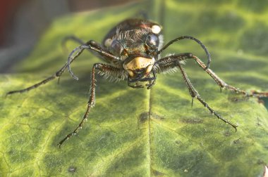Siyah ve sarı böceği yeşil yaprak üzerinde oturan ve sana bakıyor