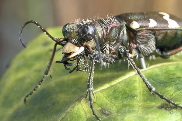 Le scarabée noir et jaune est assis sur une feuille verte — Photo