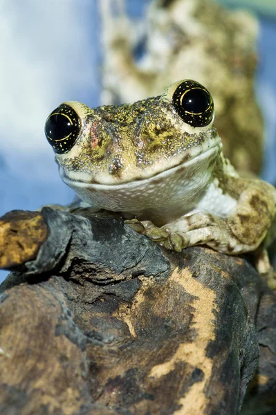 Adorable cameroon big eyed tree frog portrait