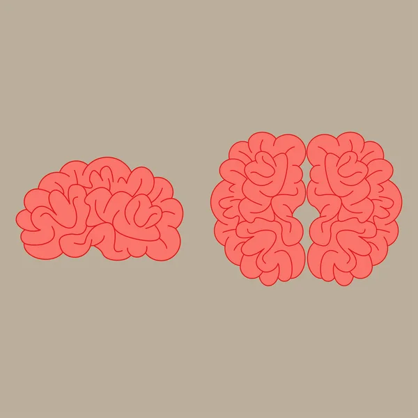 Взгляды человеческого мозга — стоковый вектор
