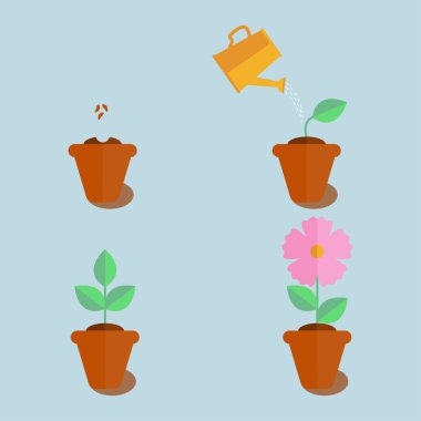 Bitki yetiştirme aşamaları