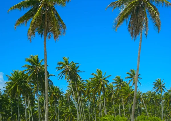 Belle palme da cocco alte sull'isola nei Caraibi, Repubblica Dominicana — Foto Stock