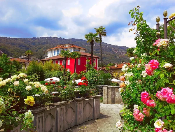 güzellikler, Bahar çiçek açan güller bölge Kuzey Piedmont, Stresa, İtalya. Stresa güzel Lake Maggiore üzerinde yer alır