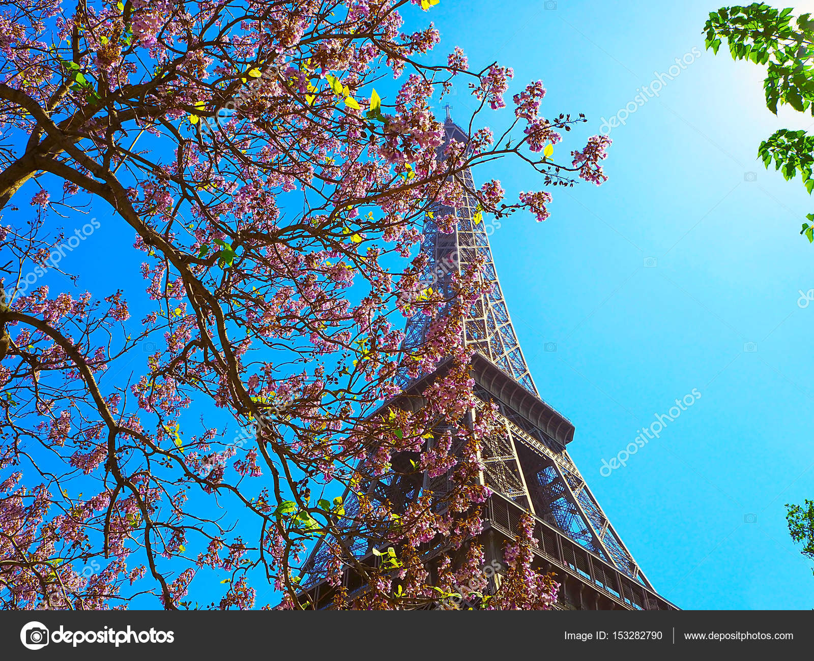 Eiffel tower on a background of pink flowers, magnolias, green trees