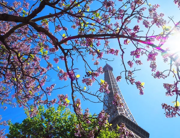 Eiffel Tower Spring Tree Paris France — Stock Photo, Image