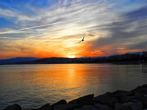 Beautiful Orange Red Sunset Sea Bird Seagull Hovering Water Reflection — Stock Photo, Image