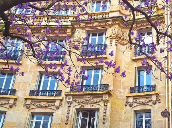 城市外立面的典型建筑细节与增长的紫罗兰色紫藤 — 图库照片