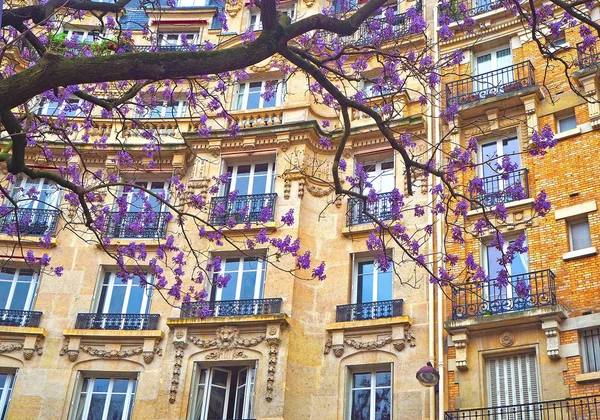 Facade Typical Apartment House Wisteria Courtyard — Stock Photo, Image