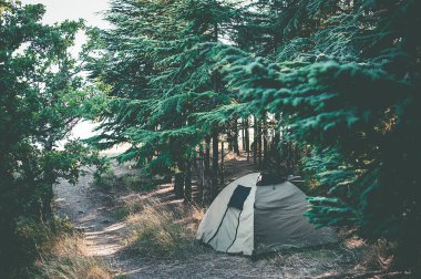 Ormanda haki rengi bir çadır. Ormanda vahşi bir dinlenme. Ormanda kamp yapmak.