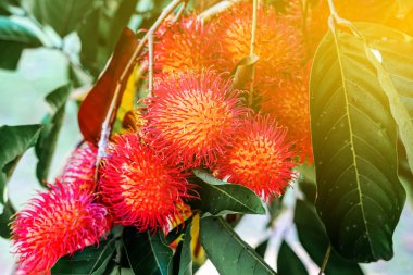 Ağaçta bir sürü Rambutan var.