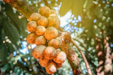 Ağaçta bir sürü Wollongong var.