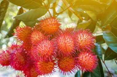 Ağaçta bir sürü Rambutan var.