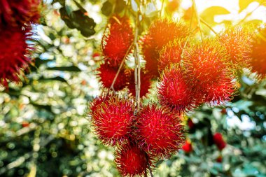 Ağaçta bir sürü Rambutan var.
