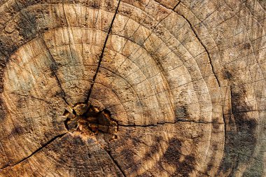 Yüzey kabuğu dokusu arka plan olarak yakın