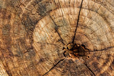 Yüzey kabuğu dokusu arka plan olarak yakın