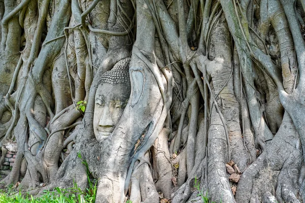 Ayutthaya, Tayland 'da çekilen bir ağacın köklerinde taş bir Buda kafası..