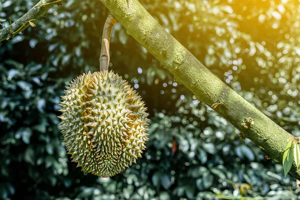 Frukten Kungen Frukter Sydostasien Som Kungen Frukter Thailändska Frukter Durian Stockbild