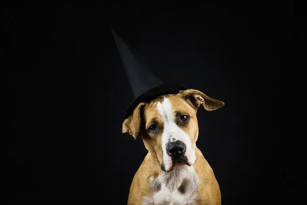 Perro en sombrero de Halloween de bruja —  Fotos de Stock