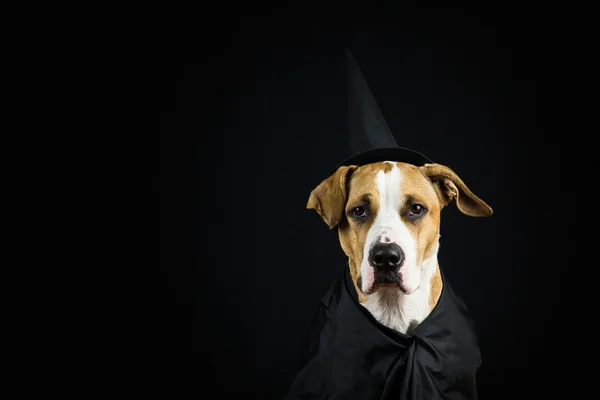 Pies w kostium na halloween — Zdjęcie stockowe