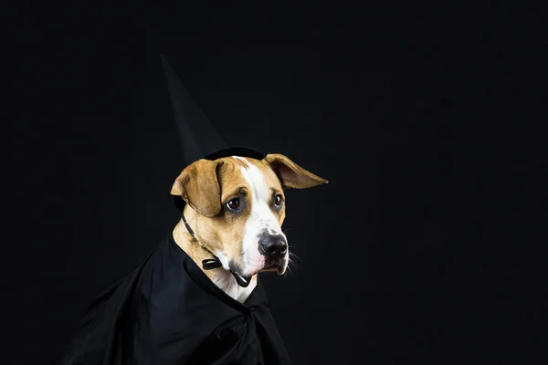 Perro en traje de halloween —  Fotos de Stock