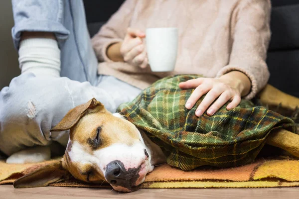 Chien endormi dans une couverture avec humain — Photo