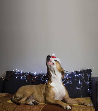 Santa claus şapka Noel ağacı ayarlanmış bir kanepede köpek