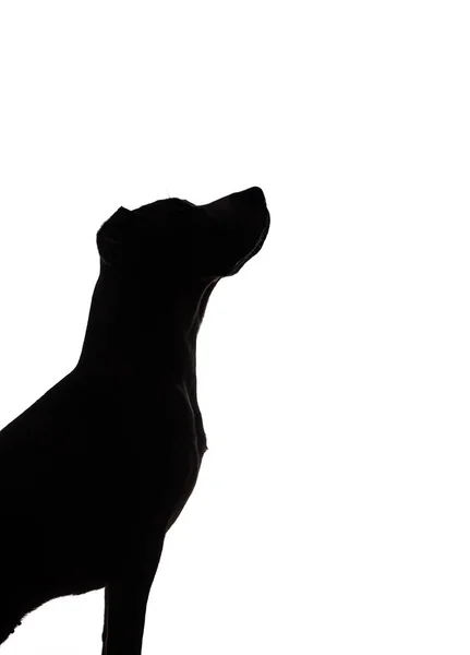 Silueta de perro sobre fondo blanco — Foto de Stock
