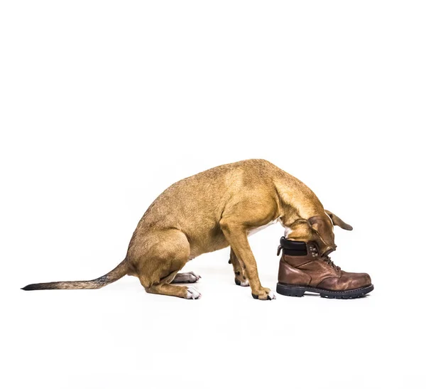 靴で遊ぶ子犬. — ストック写真