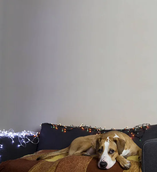 Perro en sofá en habitación acogedora con conjunto de árbol de Navidad y pared blanca — Foto de Stock