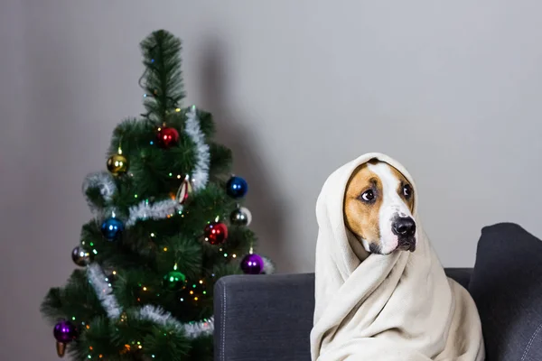 Dog in plaid on sofa in front of christmas tree — Stock Photo, Image