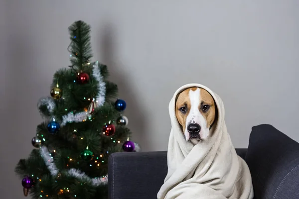 Dog in throw blanket portrait in front of decorated christmas tree — Stock Photo, Image