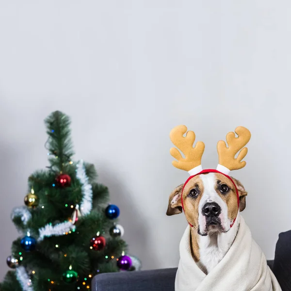 Portrait of dog in christmas reindeer headband in front of fur tree — Stock Photo, Image
