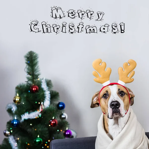 Christmas gratulationskort med hund — Stockfoto