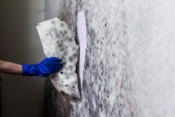 Removing mold on the wall in room. Hand holds spray with anti-mould liquid  and uses it to remove fungus from the wallpaper in the house Stock Photo