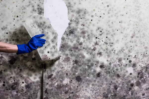 Removing mould from the wall in the house — Stock Photo, Image