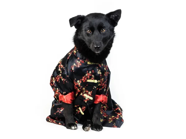 Cane in costume tradizionale cinese — Foto Stock