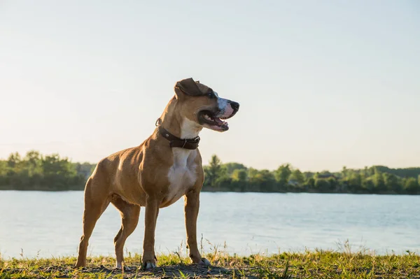 Glad ung hund stående framför sjön vid solnedgången — Stockfoto