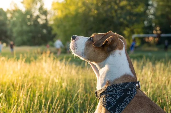 สุนัขใน bandana นั่งบนหญ้าในสวนสาธารณะ — ภาพถ่ายสต็อก