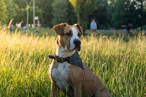 Wyszkolony pies portret w chustka siedzi na trawie w parku — Zdjęcie stockowe