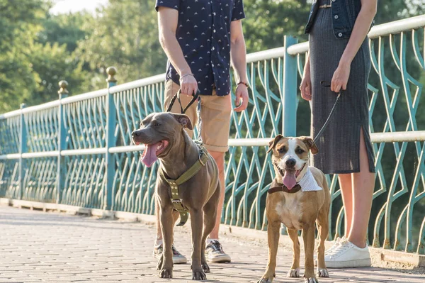 Staffordshire terriers dan pemiliknya di jalan — Stok Foto