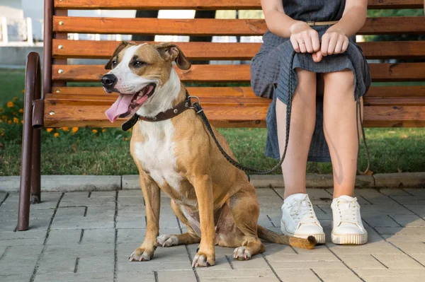 สุนัขที่มีความสุขและใจดีนั่งข้างเจ้าของของเธอที่สวนสาธารณะในเมือง — ภาพถ่ายสต็อก