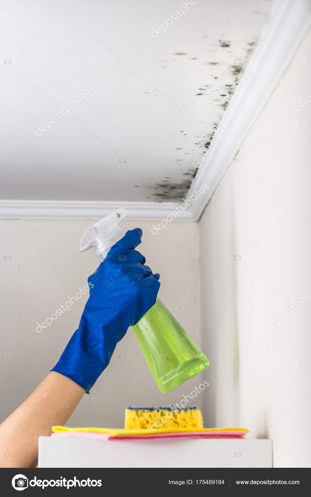 Removing Mold From The Living Accommodation With Cleaning