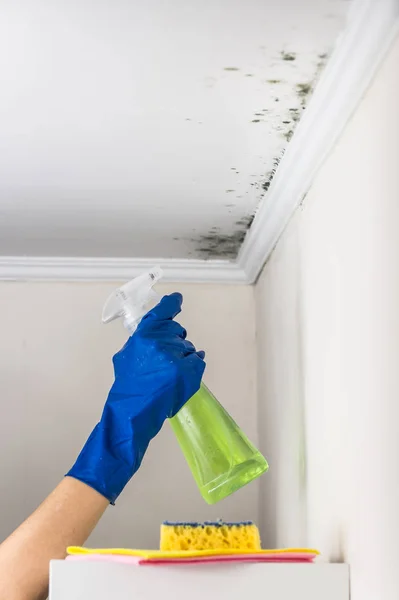 Removing mold from the living accommodation with cleaning substance — Stock Photo, Image