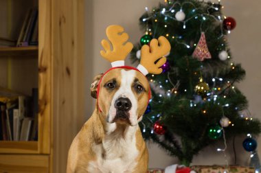Yeni yıl kutlama için giyinmiş rahat oturma odasında poz staffordshire terrier köpek yavrusu portresi