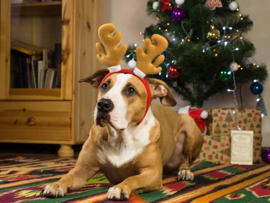 Komik köpek kürk ağaç ve yeni yıl hediye önünde rahat oturma odasında büyük kulakları ile