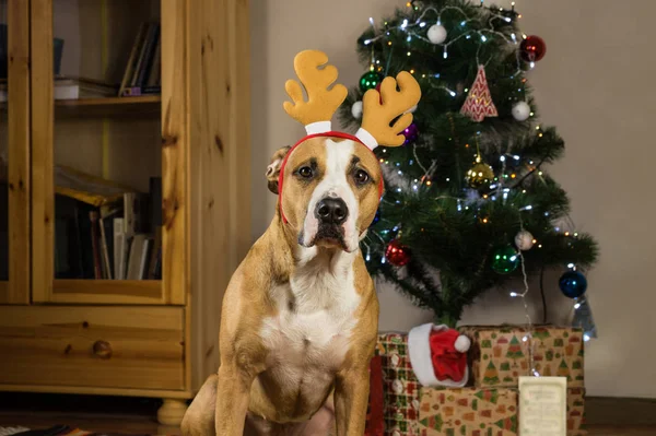 Dog with rudolf the reindeer hat sits in front of decorated fur tree and packed christmas presents — Stock Photo, Image