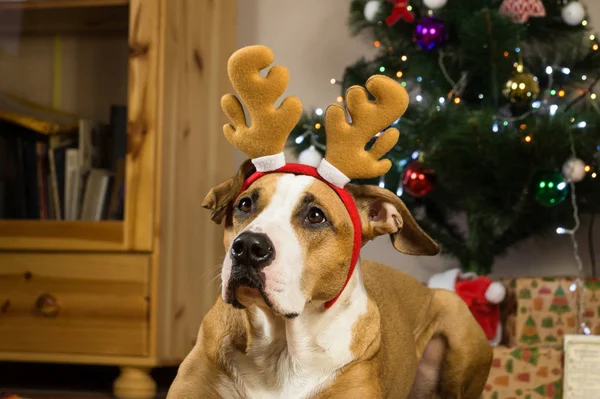 Portrait of dog with rudolf the reindeer hat and funny ears in front of decorated fur tree and packed presents — Stock Photo, Image