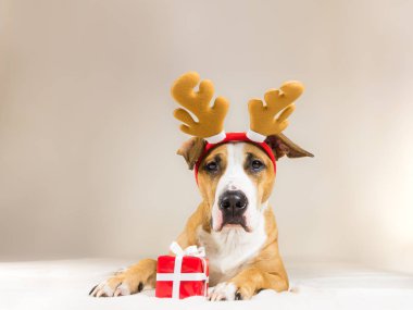 Genç staffordshire terrier köpek Noel Ren geyiği boynuzları şapkalı şirin küçük kırmızı mevcut